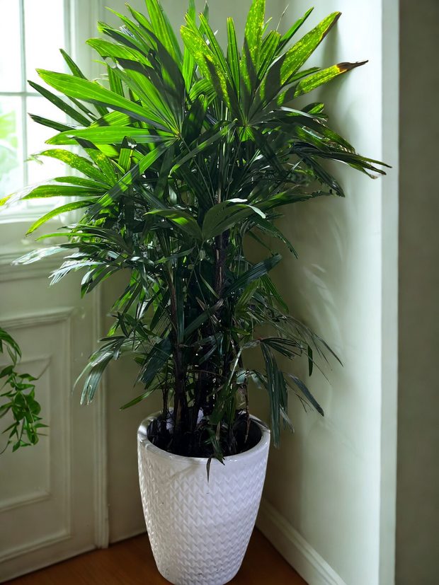 Rhapis Excelsa (Lady Palm) – 1.5 Meters