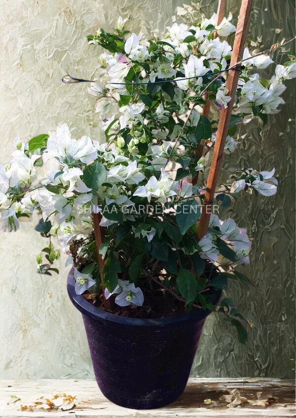 Bougainvillea Glabra White