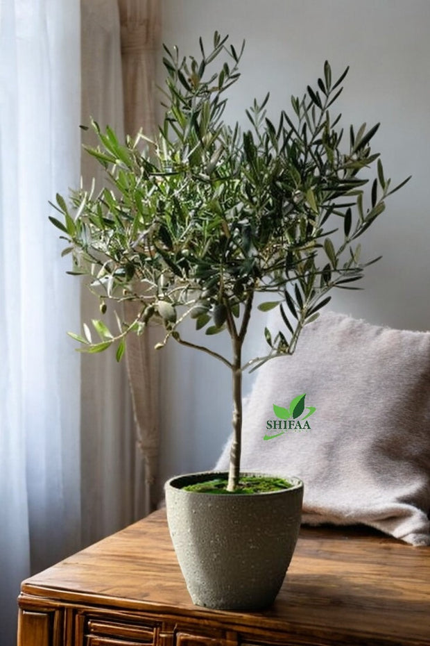 The Spanish Olive Tree with Pot