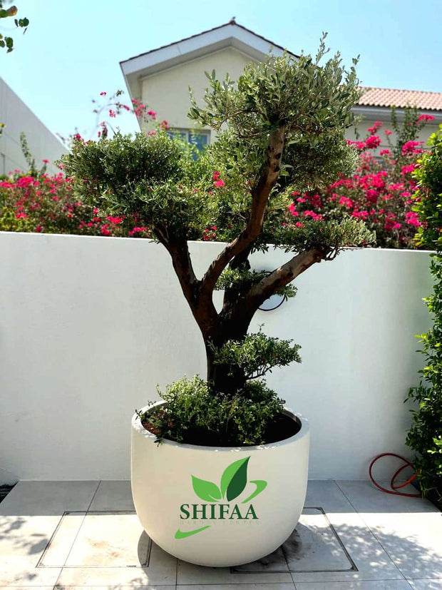 Olive Tree (Olea europaea) Including Pot