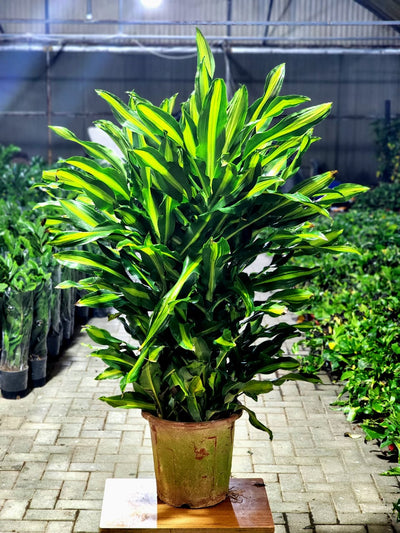 Dracaena Massangeana 1.2 Mtr