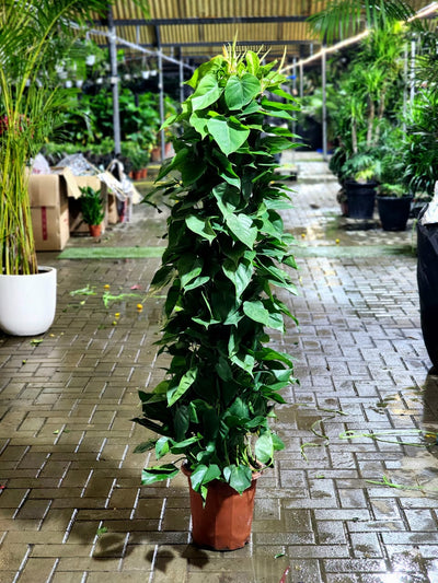 Philodendron Scandens Tall 1.4Mtr