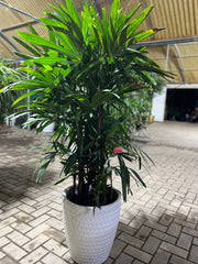 Rhapis Excelsa 1.5 Mtr