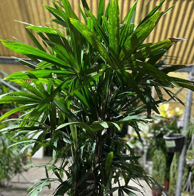 Rhapis Excelsa 1.5 Mtr