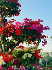 Bougainvillea Multi Head