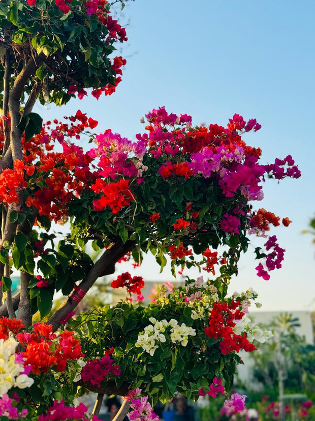 Bougainvillea Multi Head