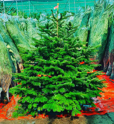 Christmas Tree Pre-Booking 2025 – Fresh Premium Trees Delivered Across the UAE