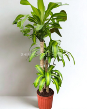 Dracaena Maçangana (Holland)