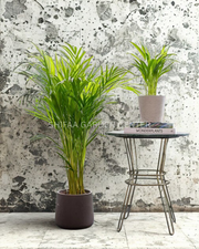Areeca Palm 1M+