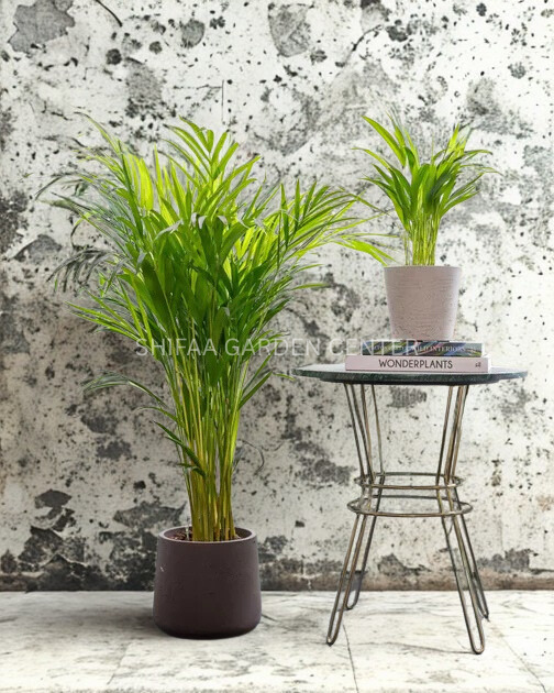 Areeca Palm 1M+