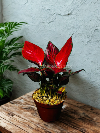 Aglaonema Red Siam