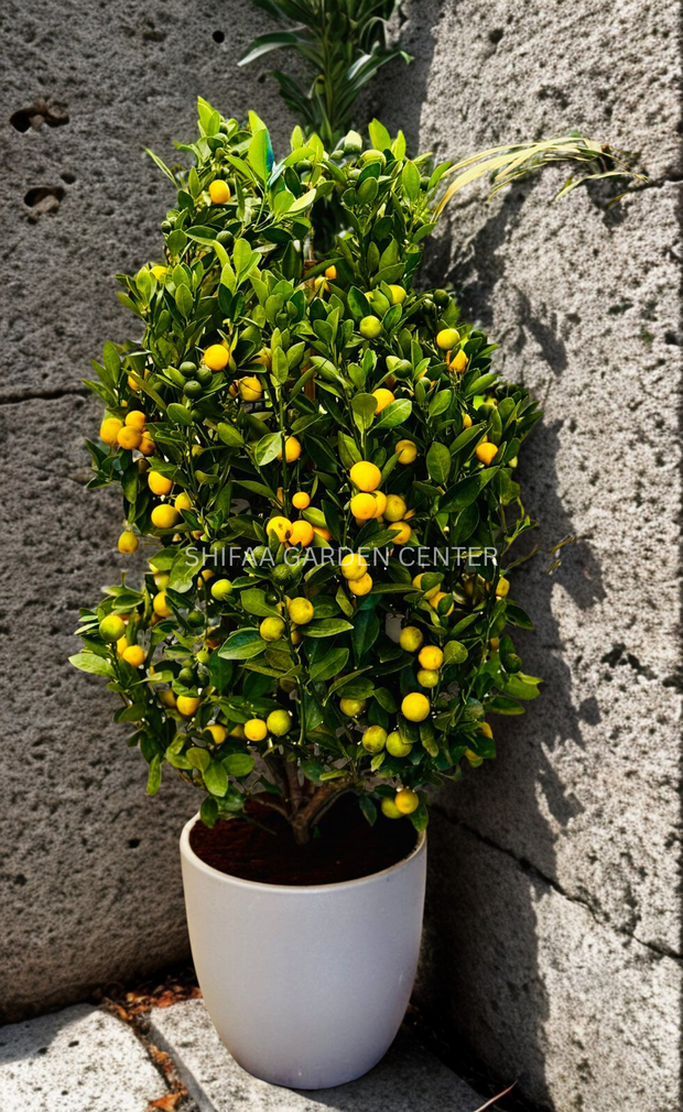 Citrus Microcarpa Lime in Ceramic Pot 120CM