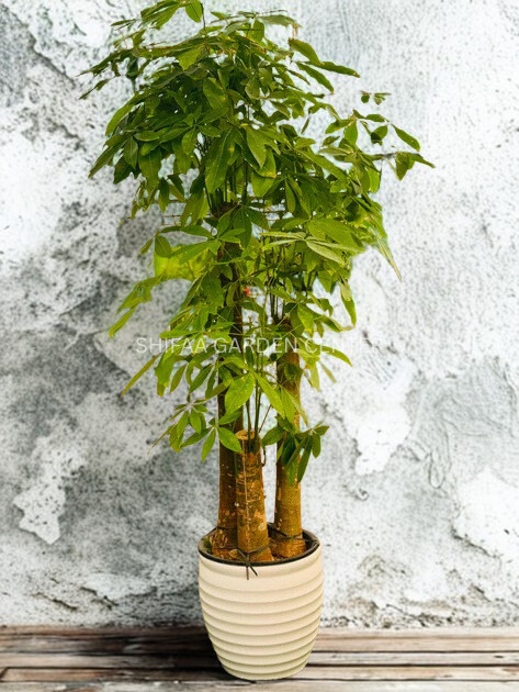 Pachira (Money Tree) 3Step