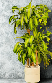 Dracaena Maçangana (Holland)