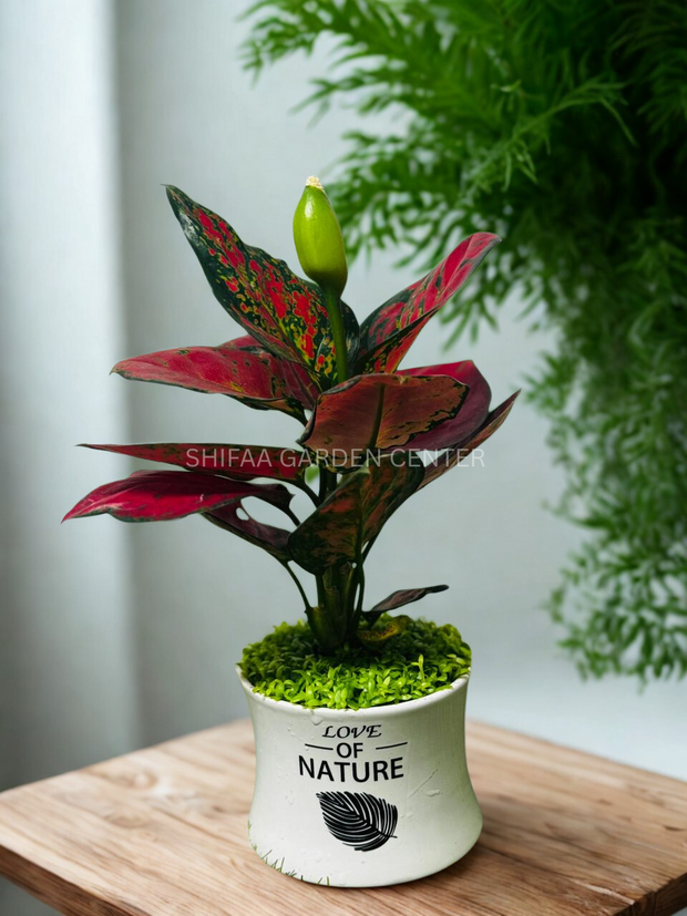 Aglaonema ‘Super Red