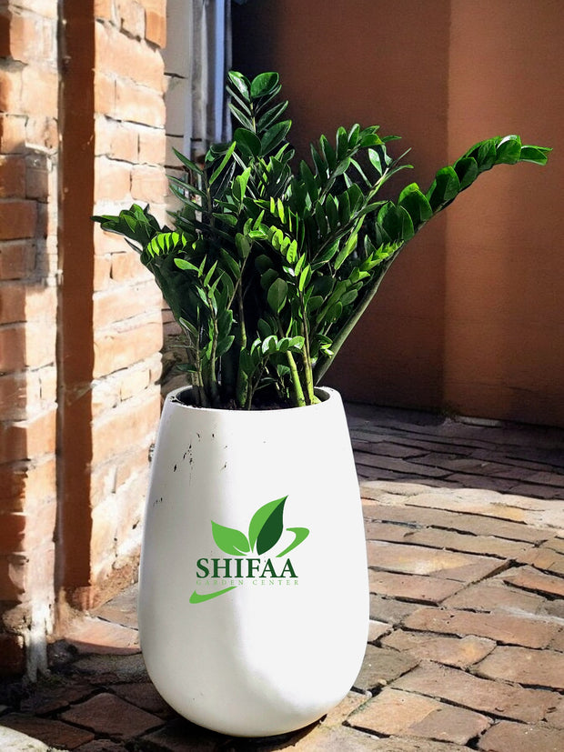 Zamia with White Pot