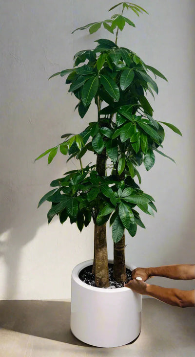 Pachira 3 Step – Included Decorative Pot