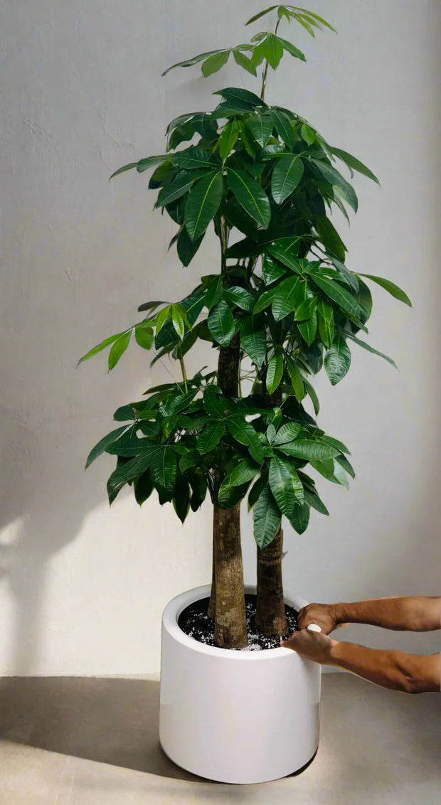 Pachira 3 Step – Included Decorative Pot