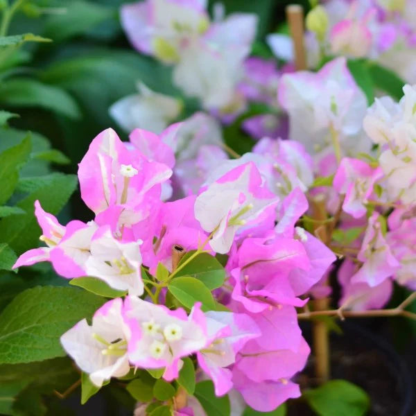 کوکوئیس Bougainvillea، یخ نارگیل