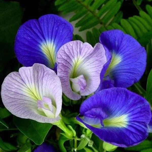 Clitoria ternatea, Butterfly Pea