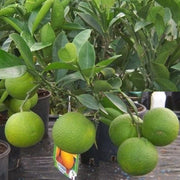 Citrus orange, Sinensis Spain