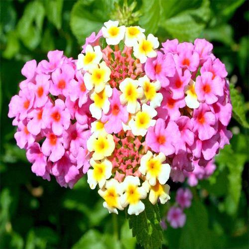 Lantana Camara Pink