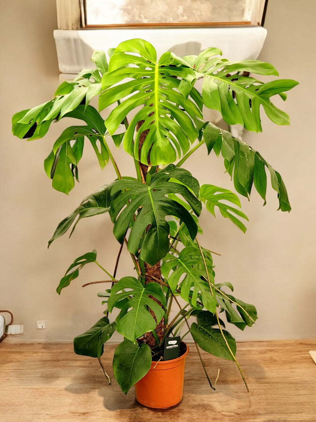 Monstera (Holland)  SHIFAA GARDEN CENTER