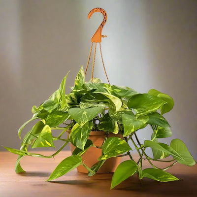 Money Plant Hanging