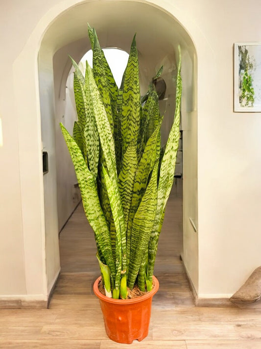 Sansevieria