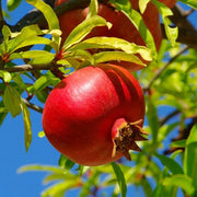 شجرة الرمان، Punica Granatum