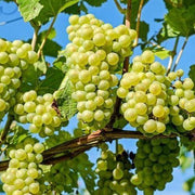 Grapes Vine, Vitis Vinifera, العنب فاين