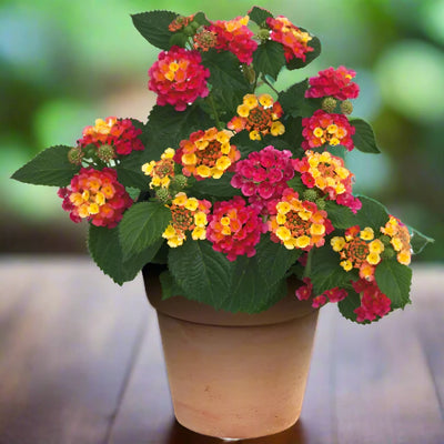 Lantana Camara, Red Sage