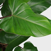 برگ های بزرگ Philodendron Erubescens