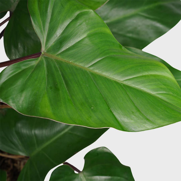 برگ های بزرگ Philodendron Erubescens