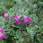 Leucophyllum Frutescens, Texas Sage