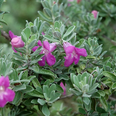 Leucophyllum Frutescens, Texas Sage