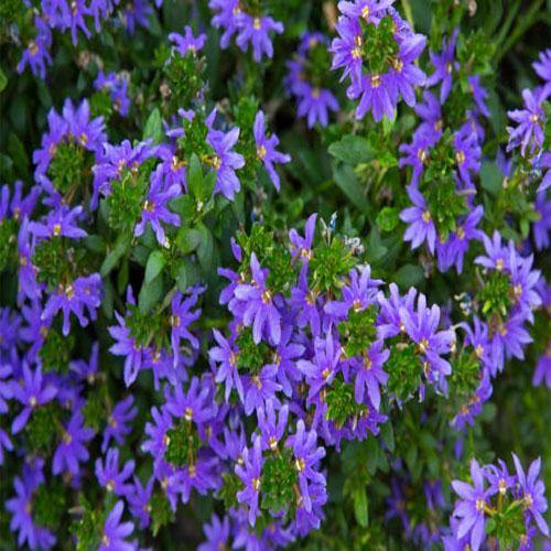 Scaevola Aemula, Blue Wonder