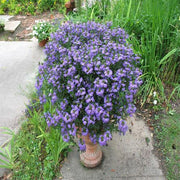 Scaevola Aemula, Blue Wonder