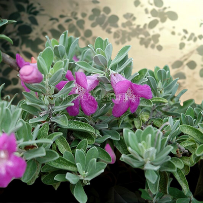 Leucophyllum Frutescens، تگزاس سیج