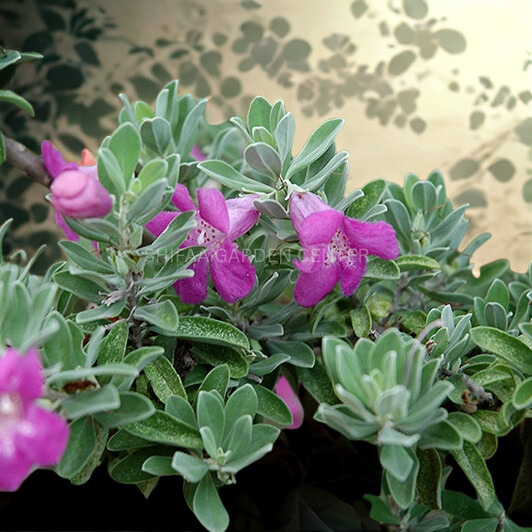 Leucophyllum Frutescens، تگزاس سیج