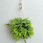 Nephrolepis exaltata (Hanging Plant)