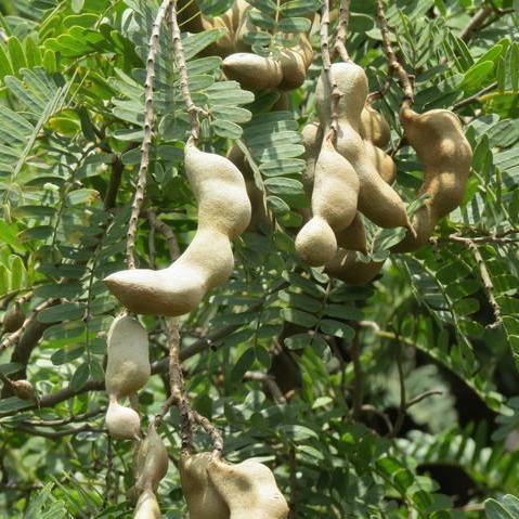 شجرة التمر الهندي، Tamarindus Indica