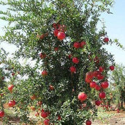 شجرة الرمان، Punica Granatum