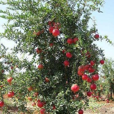 درخت انار، Punica Granatum